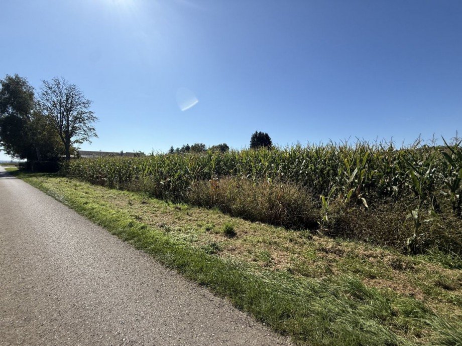 4 Land- / Forstwirtschaft - Grdst. Lauingen
