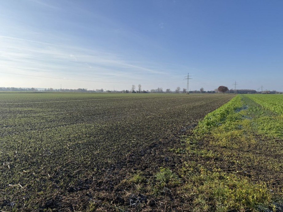 3 Land- / Forstwirtschaft - Grdst. Lauingen