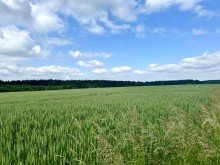 4 3,82 ha Ackerland in Haunsheim, 1a Lage, 1a Ertr�ge, 1a Investment