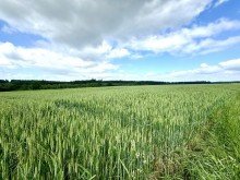5 3,82 ha Ackerland in Haunsheim, 1a Lage, 1a Ertr�ge, 1a Investment