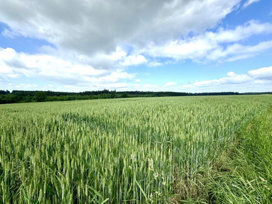 5 Land- / Forstwirtschaft - Grdst. Haunsheim